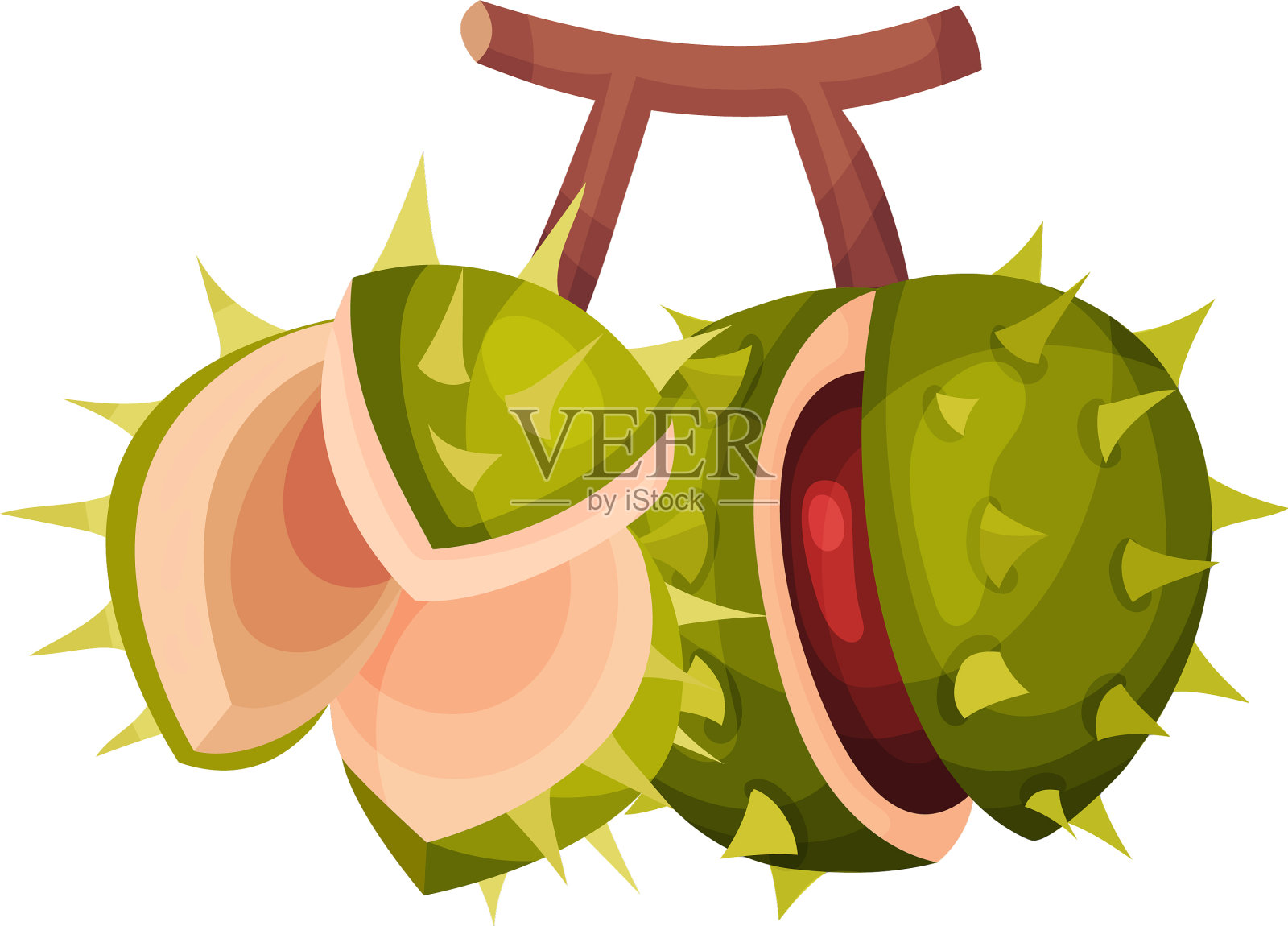 带刺的栗子壳，里面有褐色的果实插画图片素材