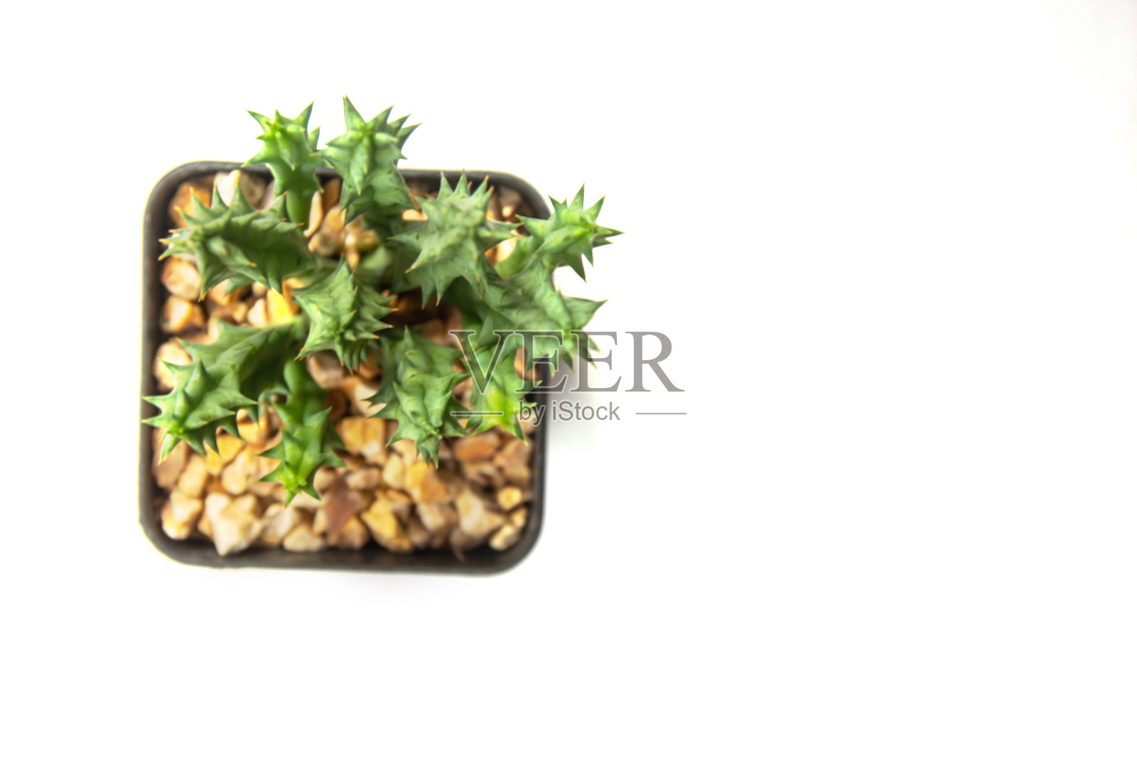 靠近花盆中的仙人掌照片摄影图片