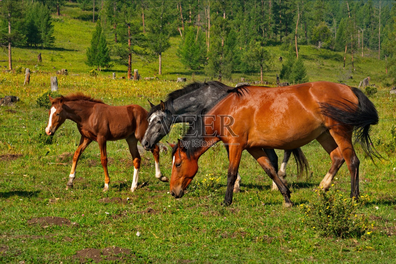 山上草原上郁郁葱葱的牧场照片摄影图片