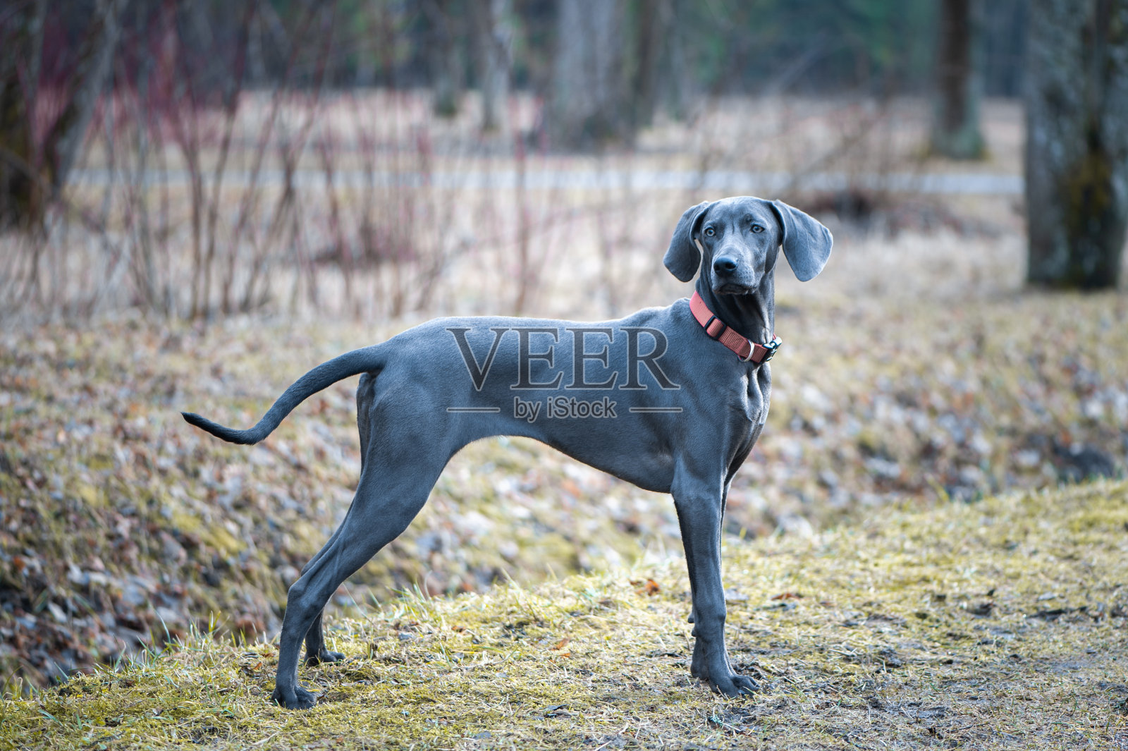一个美丽的完整长度的蓝色魏玛猎犬品种的狗在自然界的肖像，看着相机照片摄影图片
