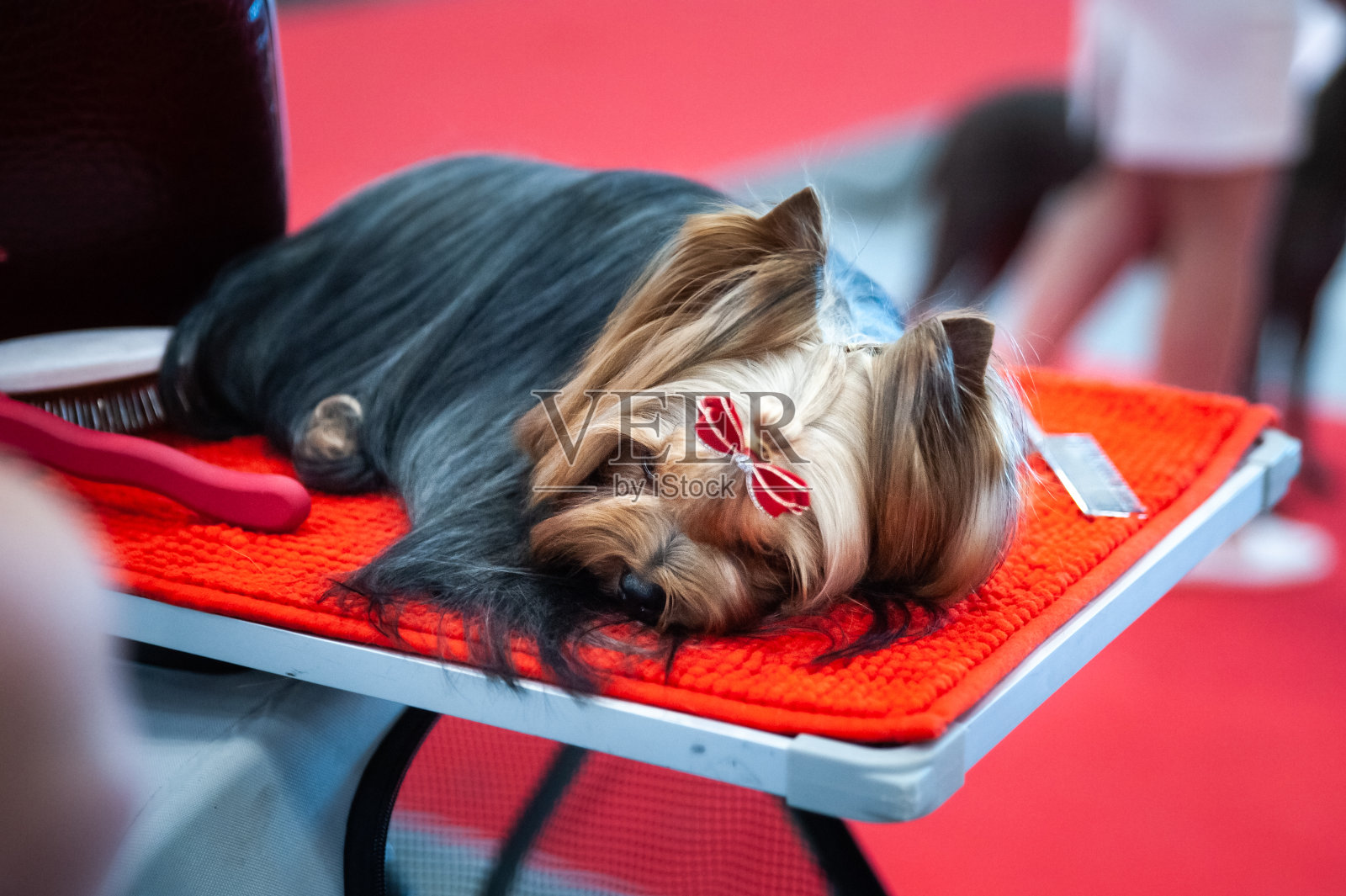 约克郡犬展课的肖像，狗撒谎照片摄影图片