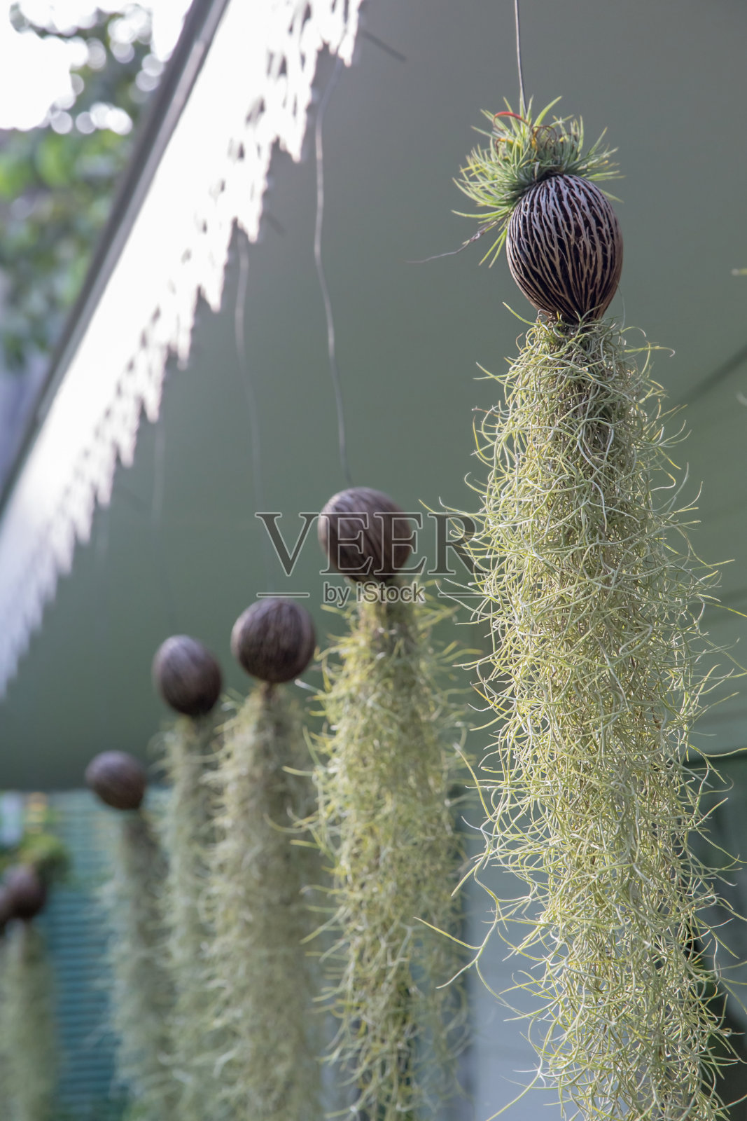 Tillandsia usneoides花园由西班牙苔藓照片摄影图片