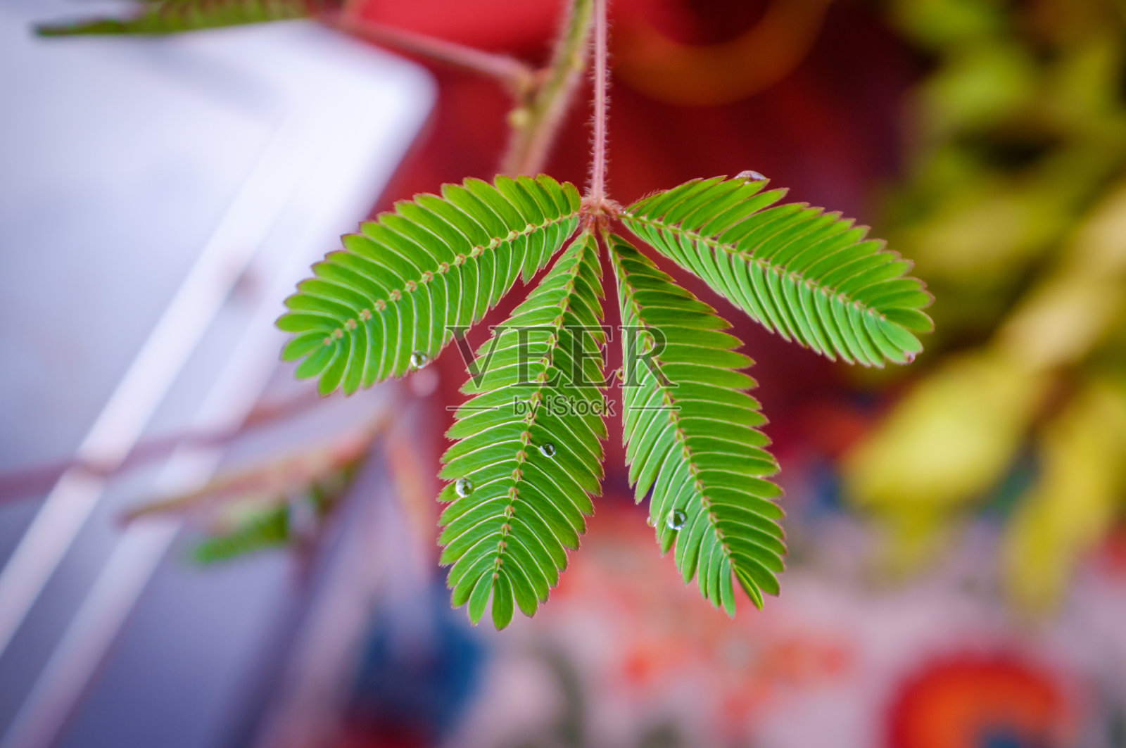 含羞草叶子照片摄影图片