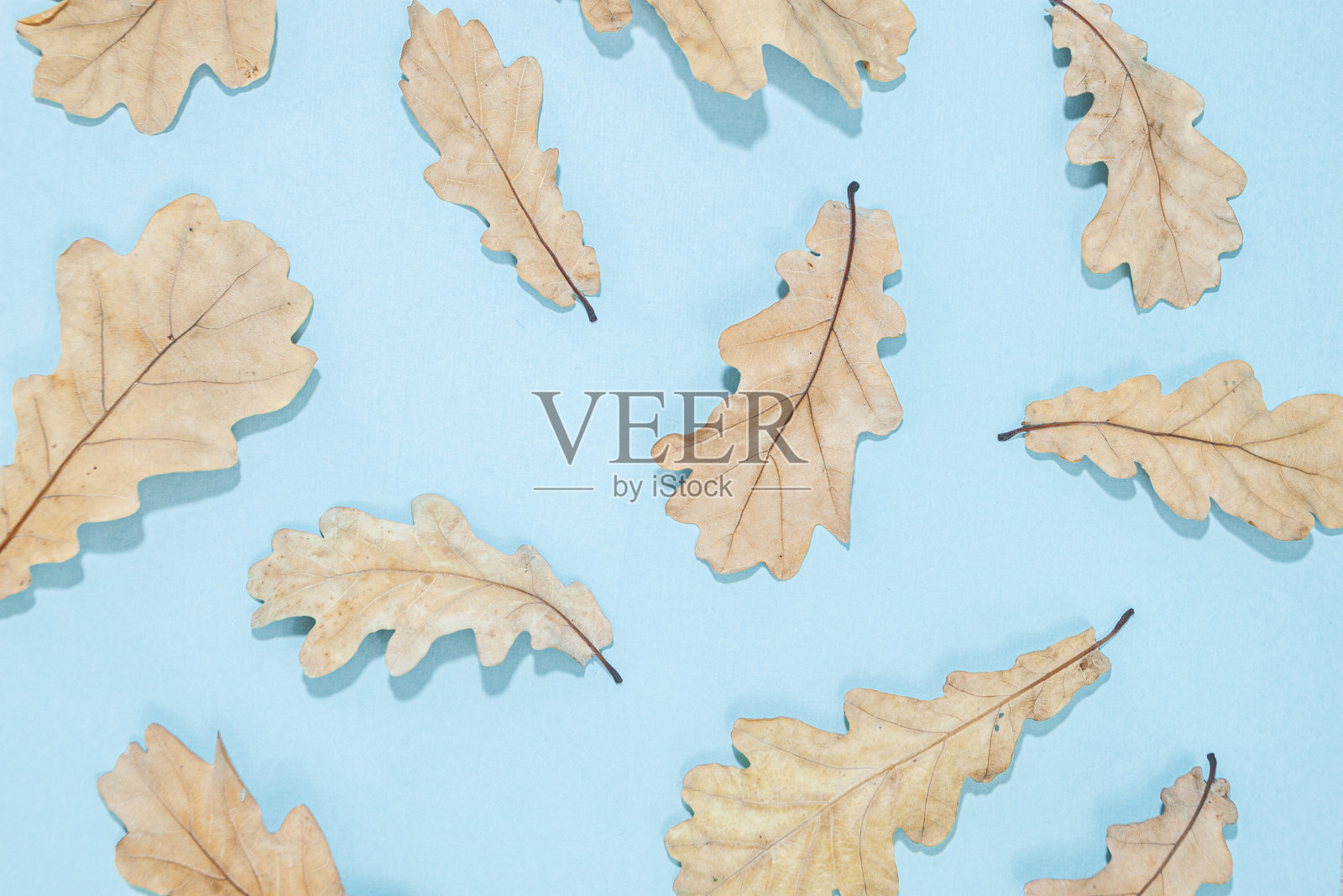 框架由秋叶，橡子，松果在白色背景。照片摄影图片