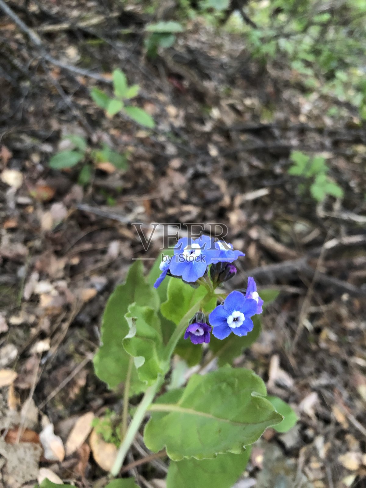 蓝色的花照片摄影图片