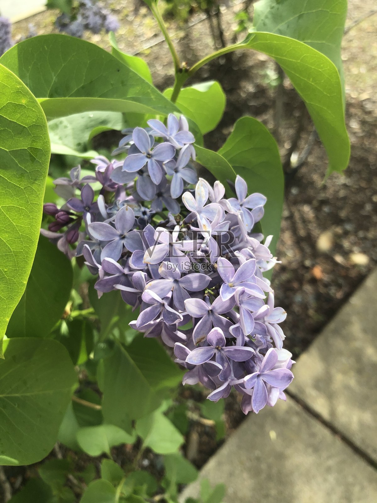 紫色的花照片摄影图片