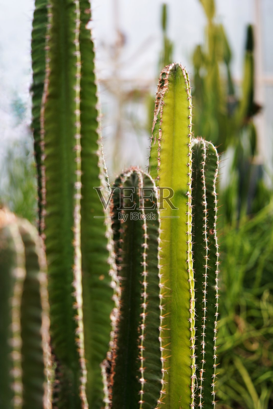 年轻的亮绿色仙人掌照片摄影图片