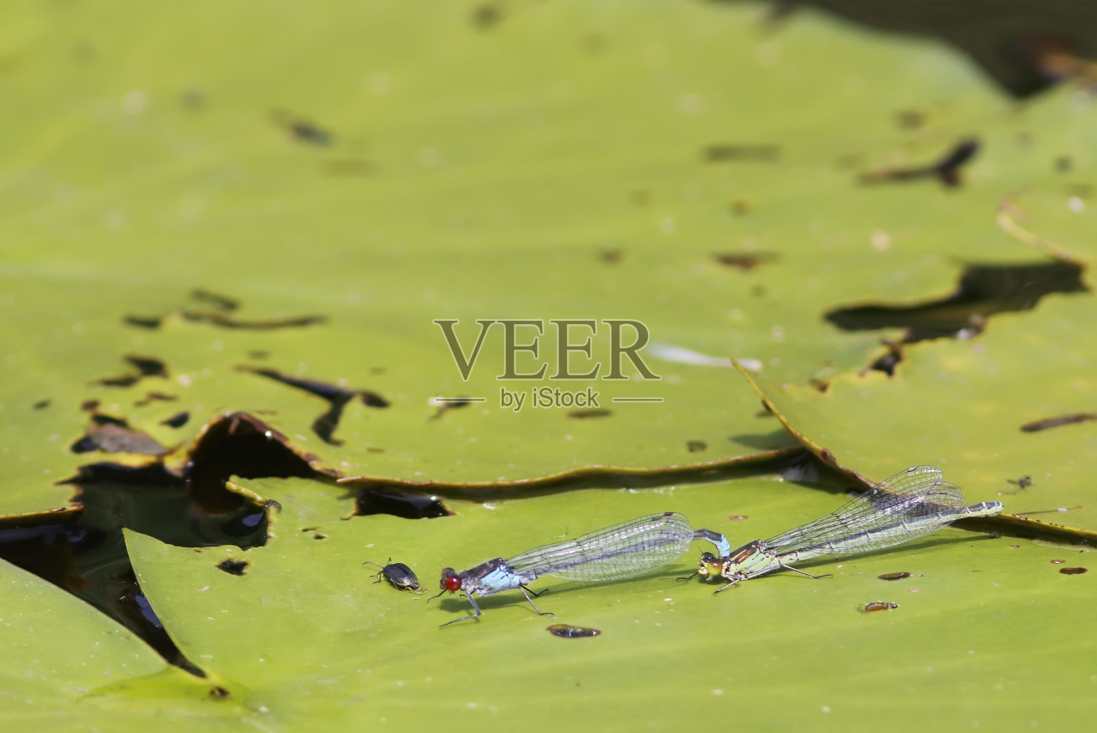 豆娘交配照片摄影图片