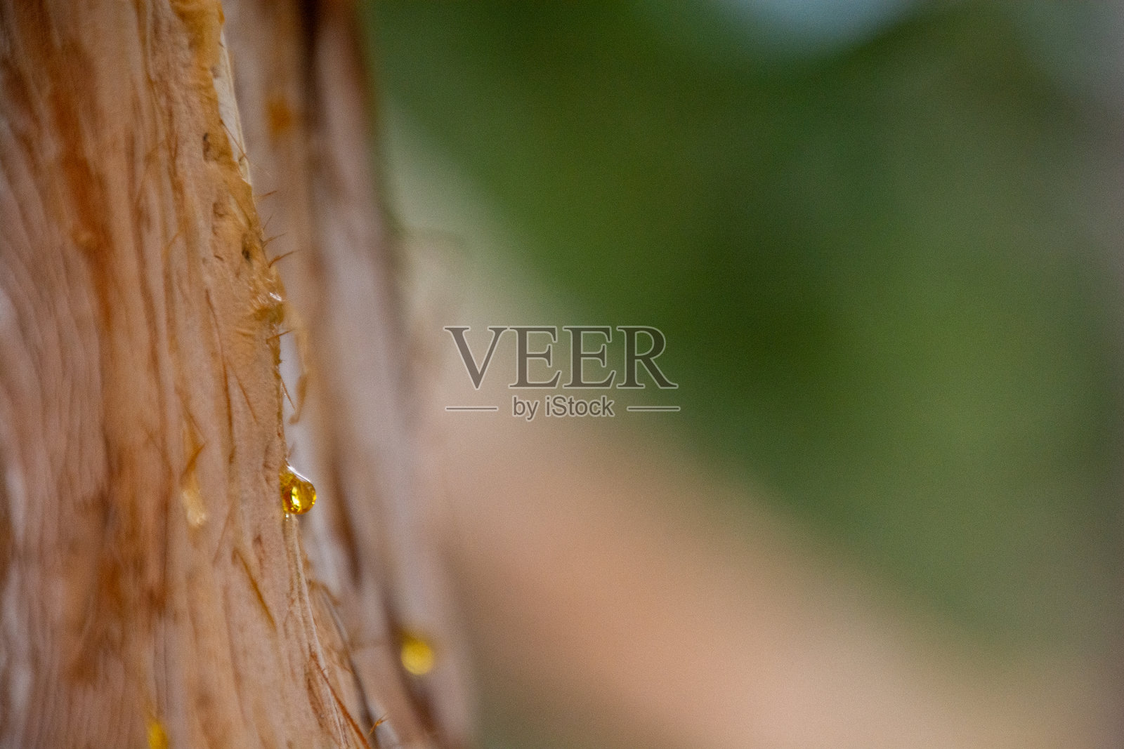 背景上有绿色植物的树干照片摄影图片