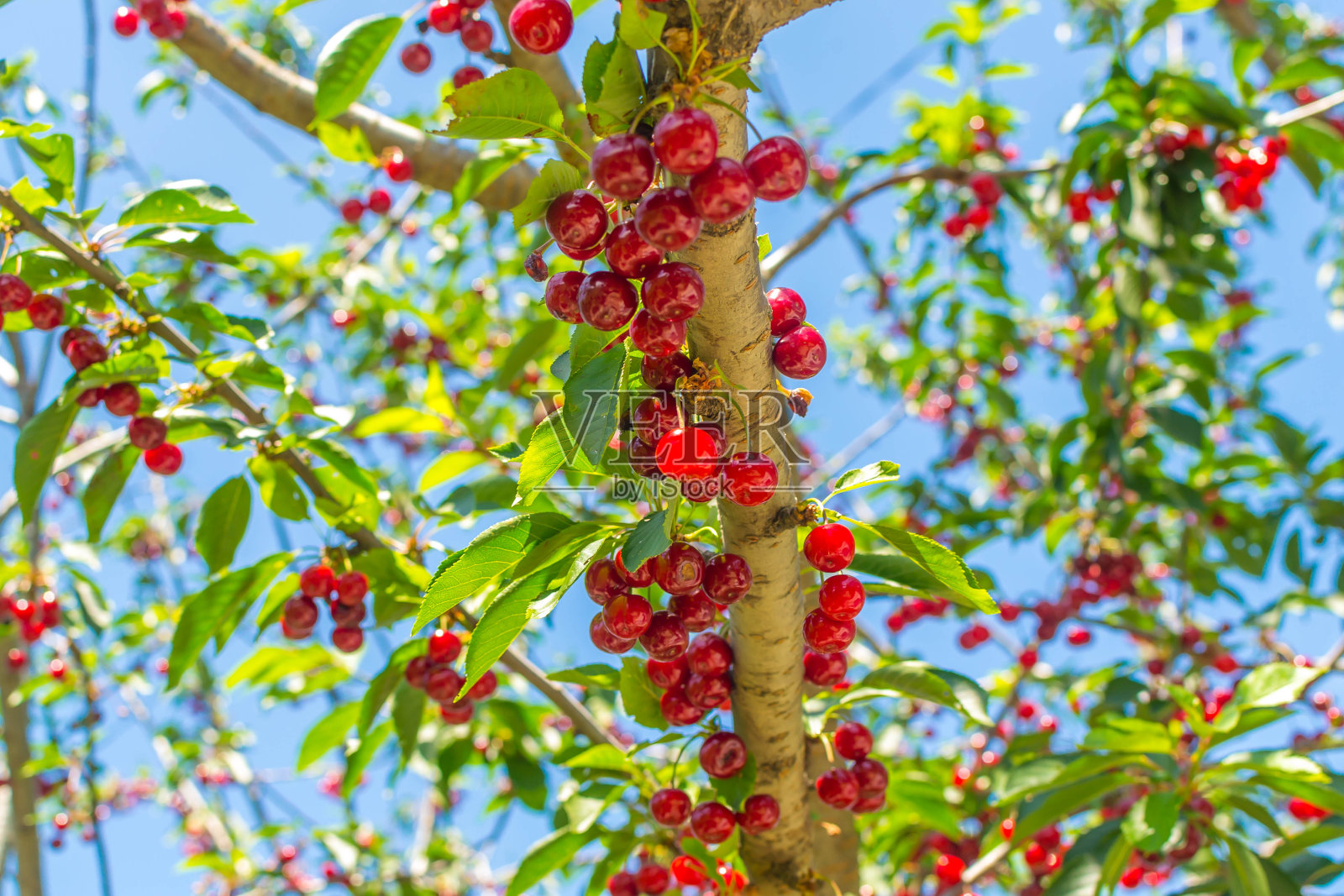 樱桃照片摄影图片