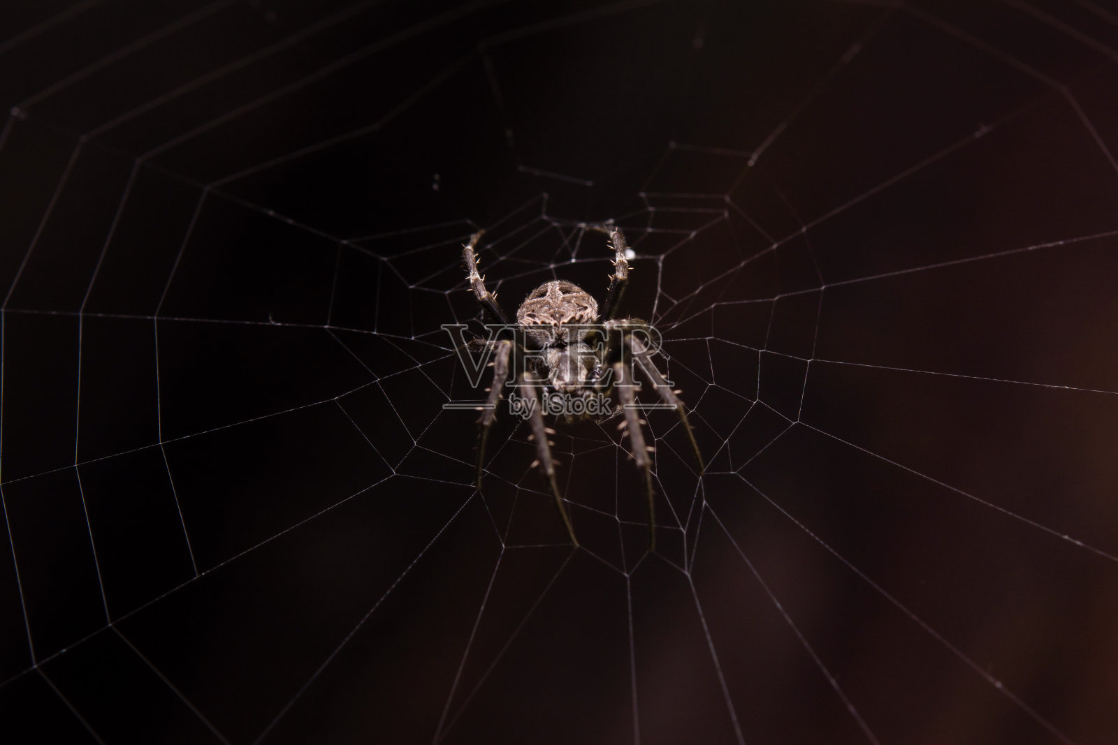 近距离微距拍摄蜘蛛(花园球编织蜘蛛)爬在网上。照片摄影图片