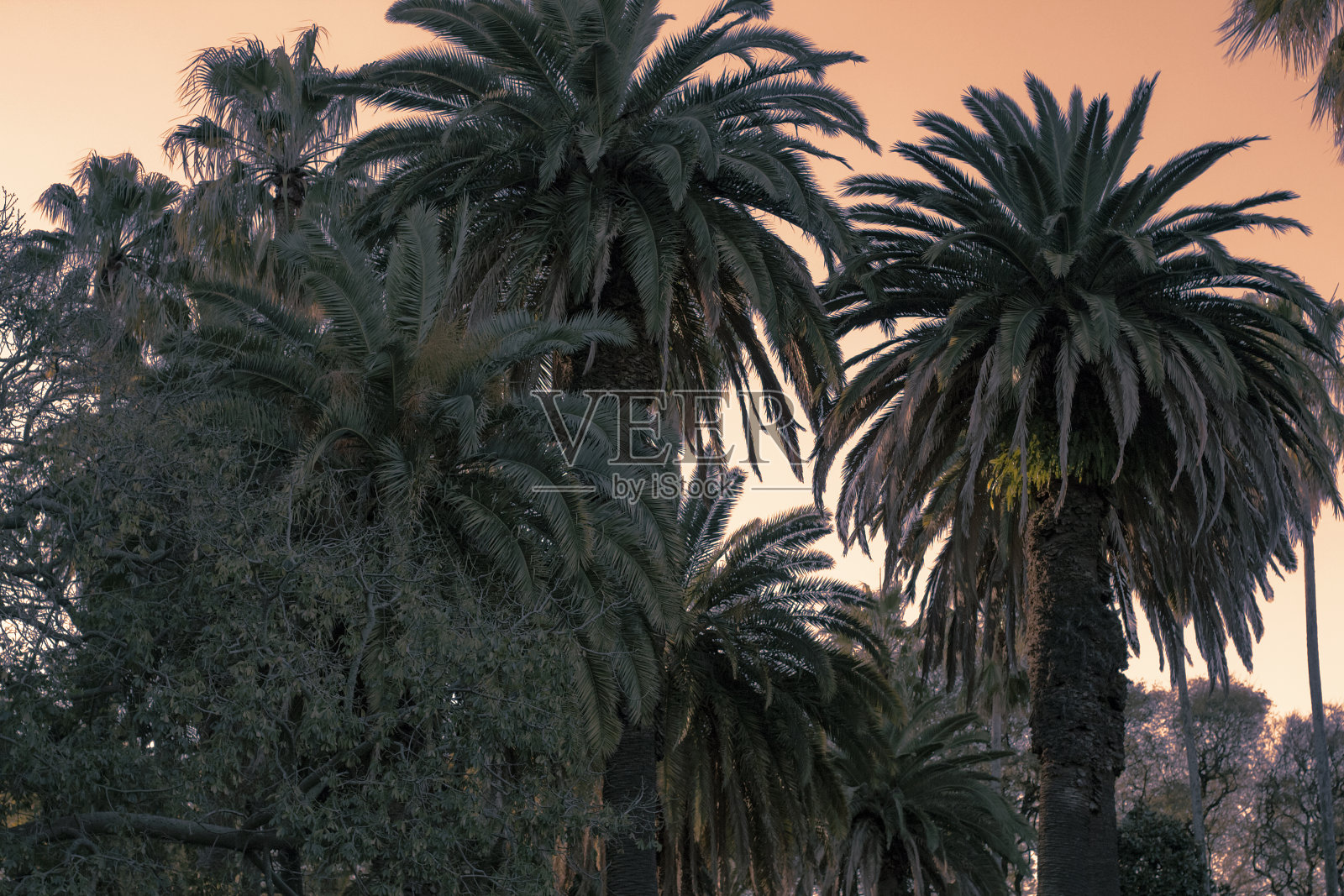 夏日日落时棕榈树顶端的剪影照片摄影图片