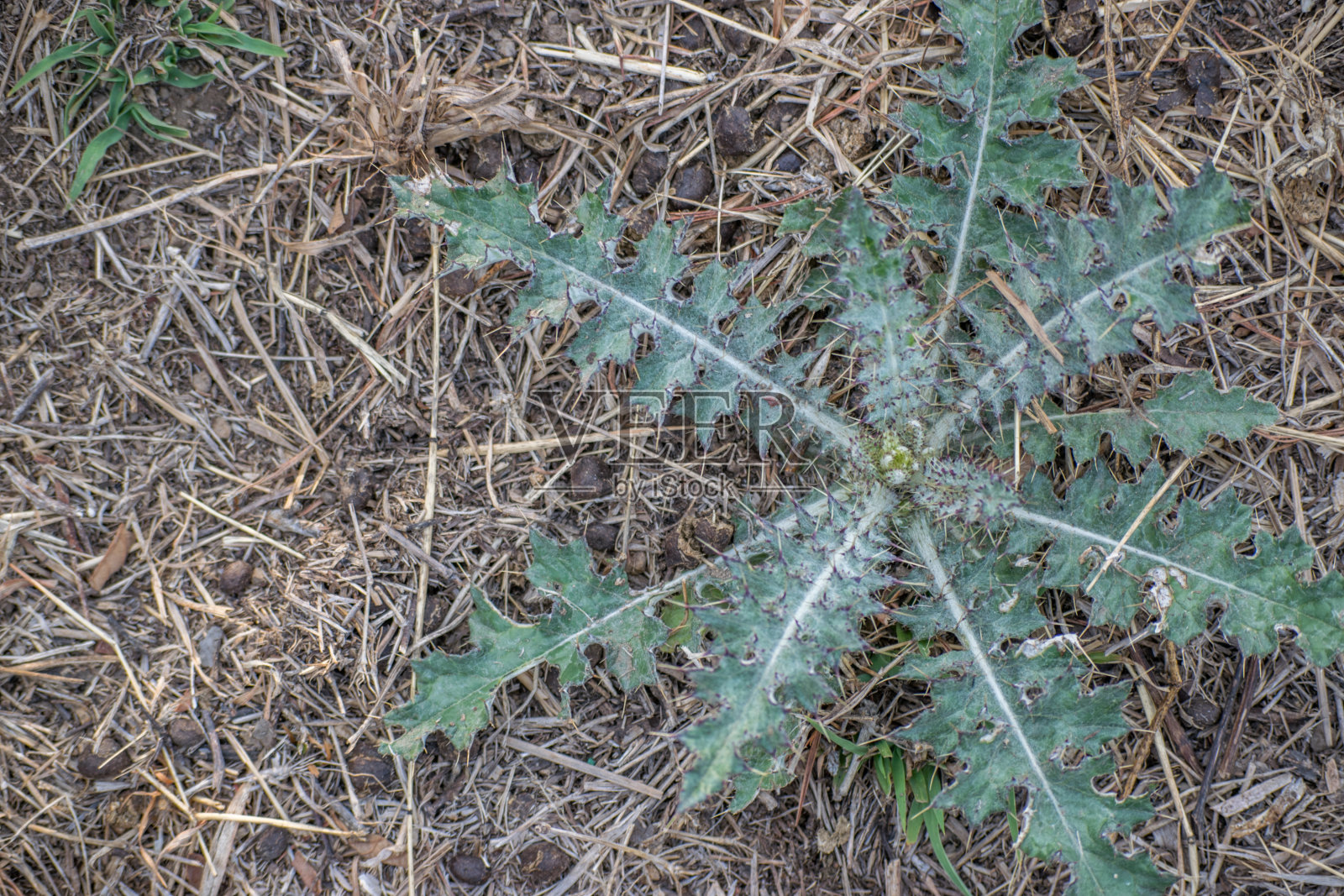 植物上草顶视图照片摄影图片