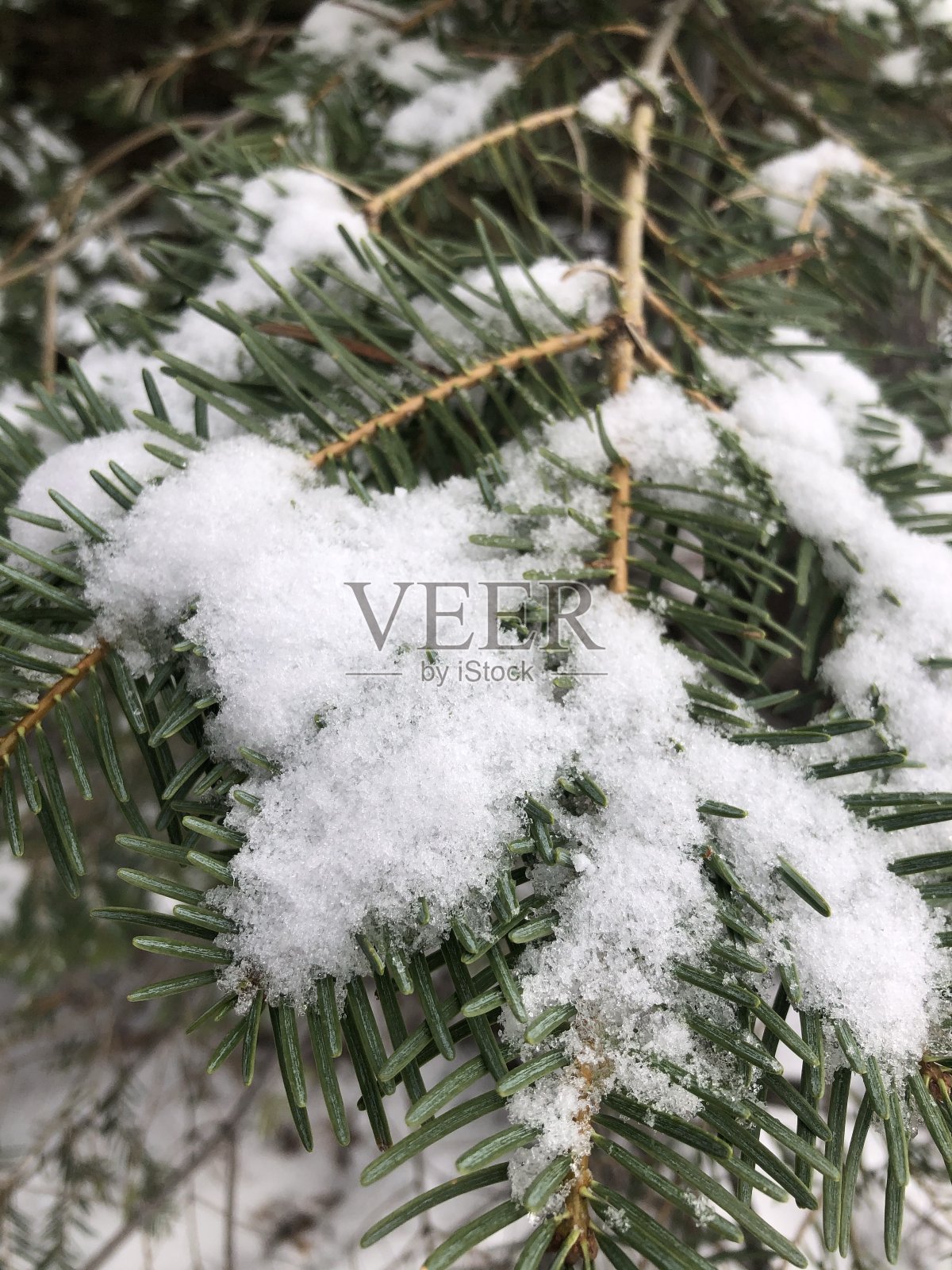 树枝上的雪照片摄影图片