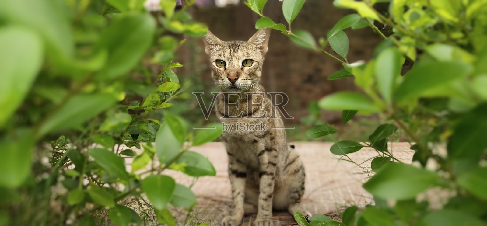 猫的眼睛照片摄影图片