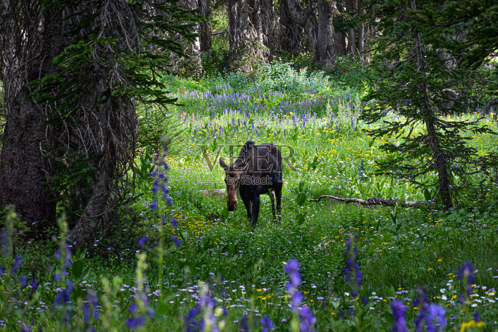 野花和驼鹿照片摄影图片