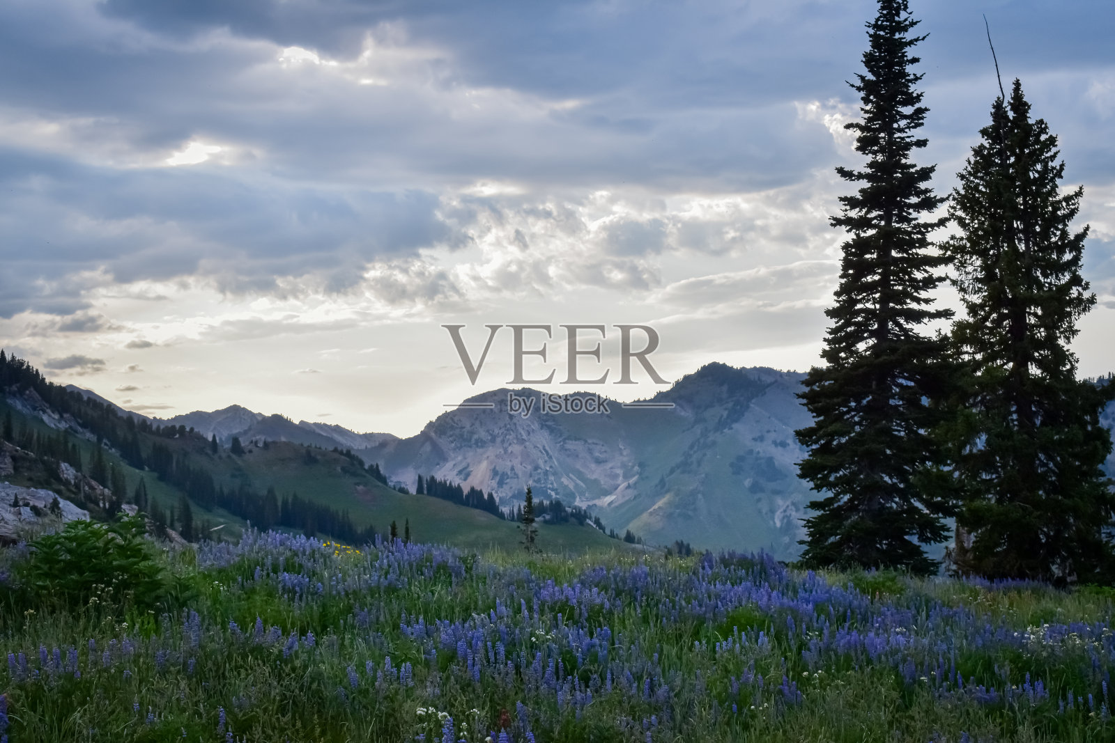 山景与野花照片摄影图片