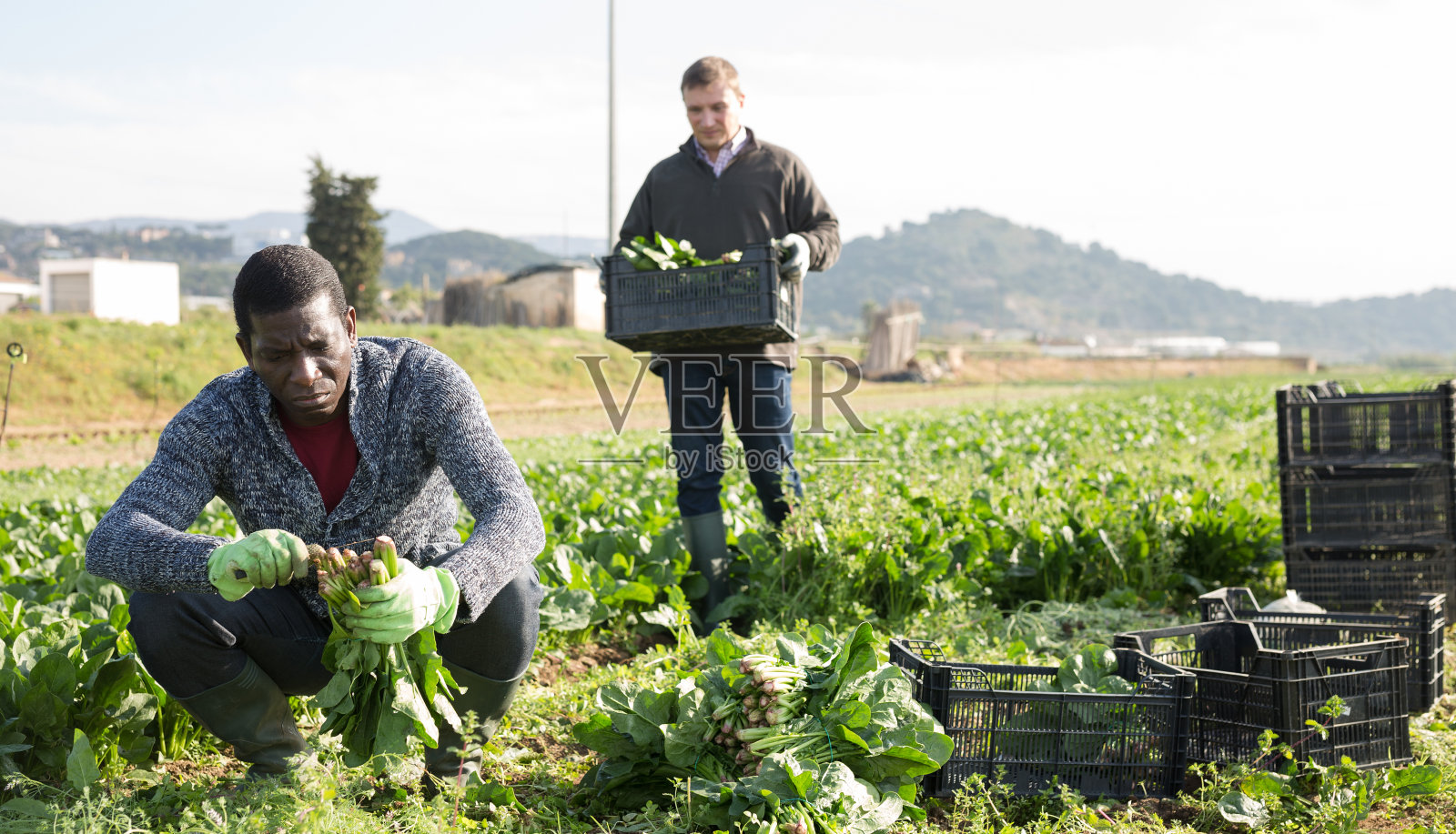 男园艺师采摘绿色菠菜照片摄影图片