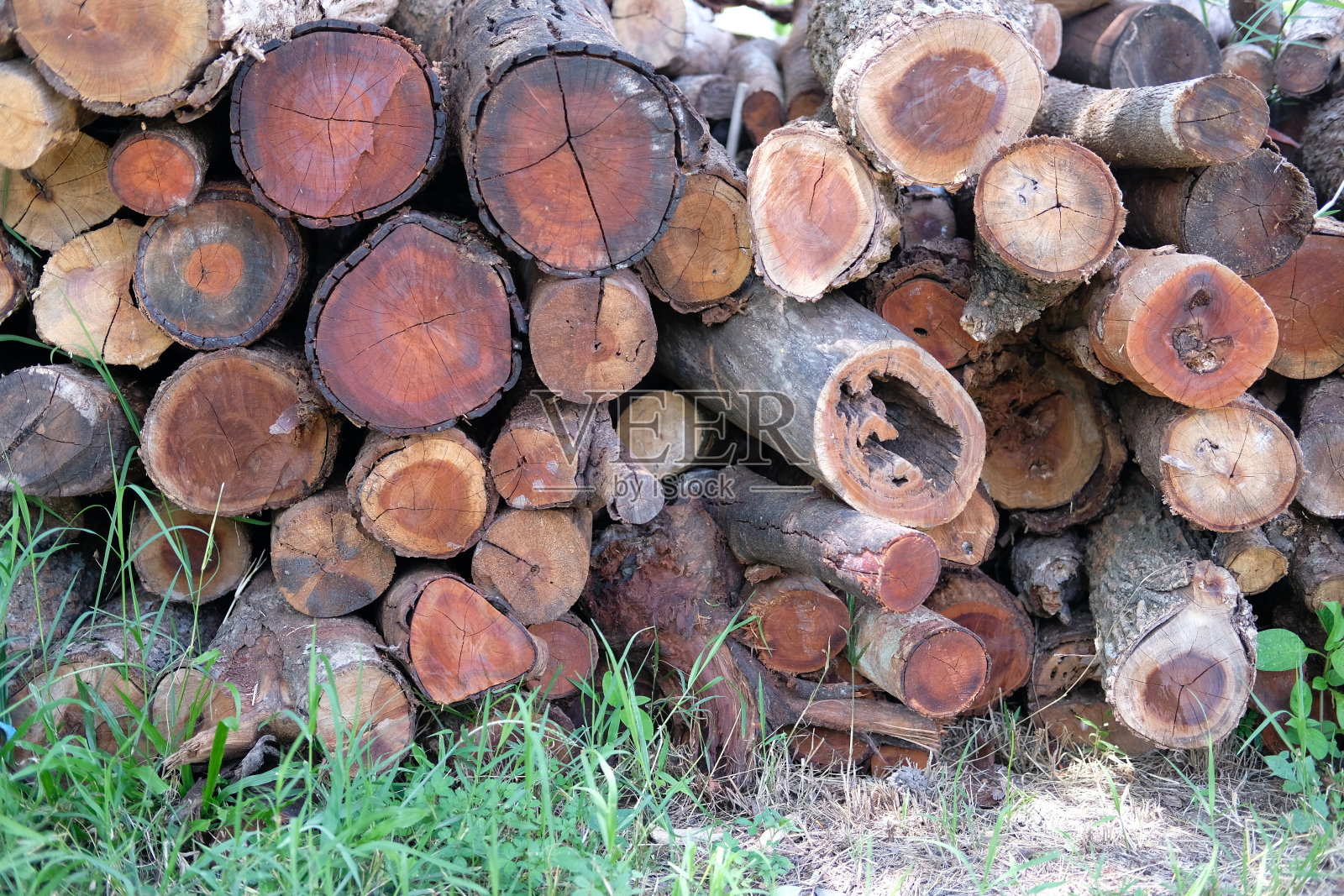 木树干木桩。木材木材森林照片摄影图片