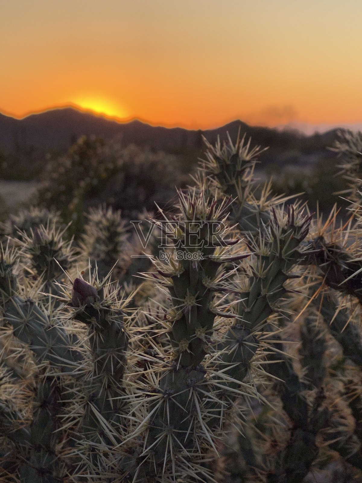 亚利桑那州沙漠的日落照片摄影图片