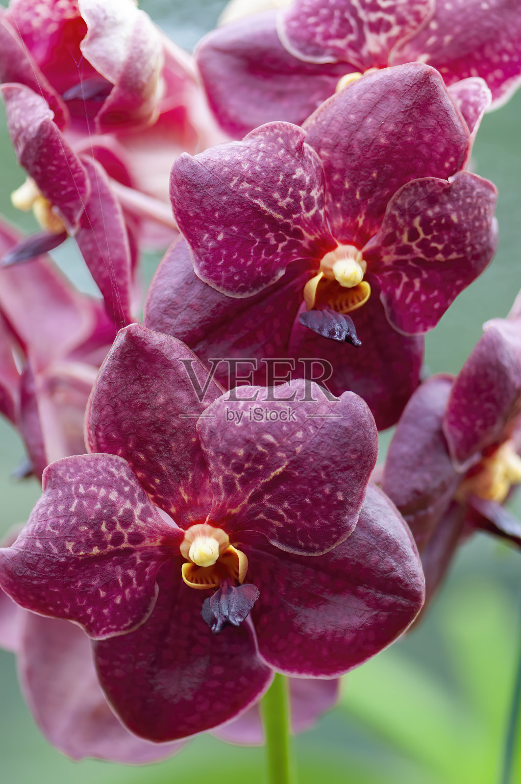 中心有黄色的深红色斑点的兰花。蝴蝶兰或石斛兰的花。巴巴多斯，西印度群岛，加勒比海照片摄影图片