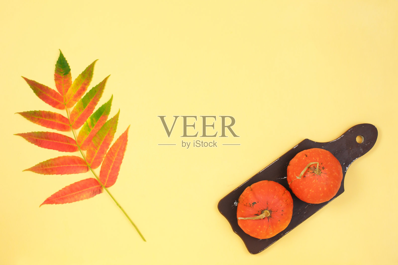 框架由南瓜干花叶子彩色纸背景照片摄影图片