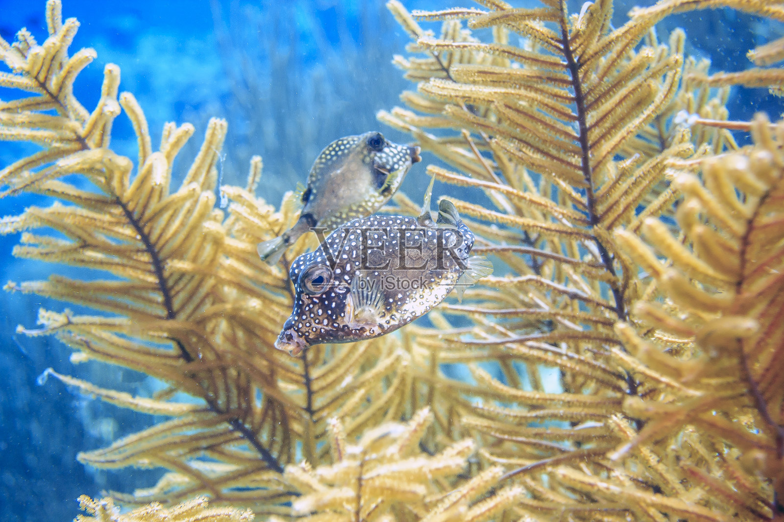 加勒比珊瑚花园照片摄影图片