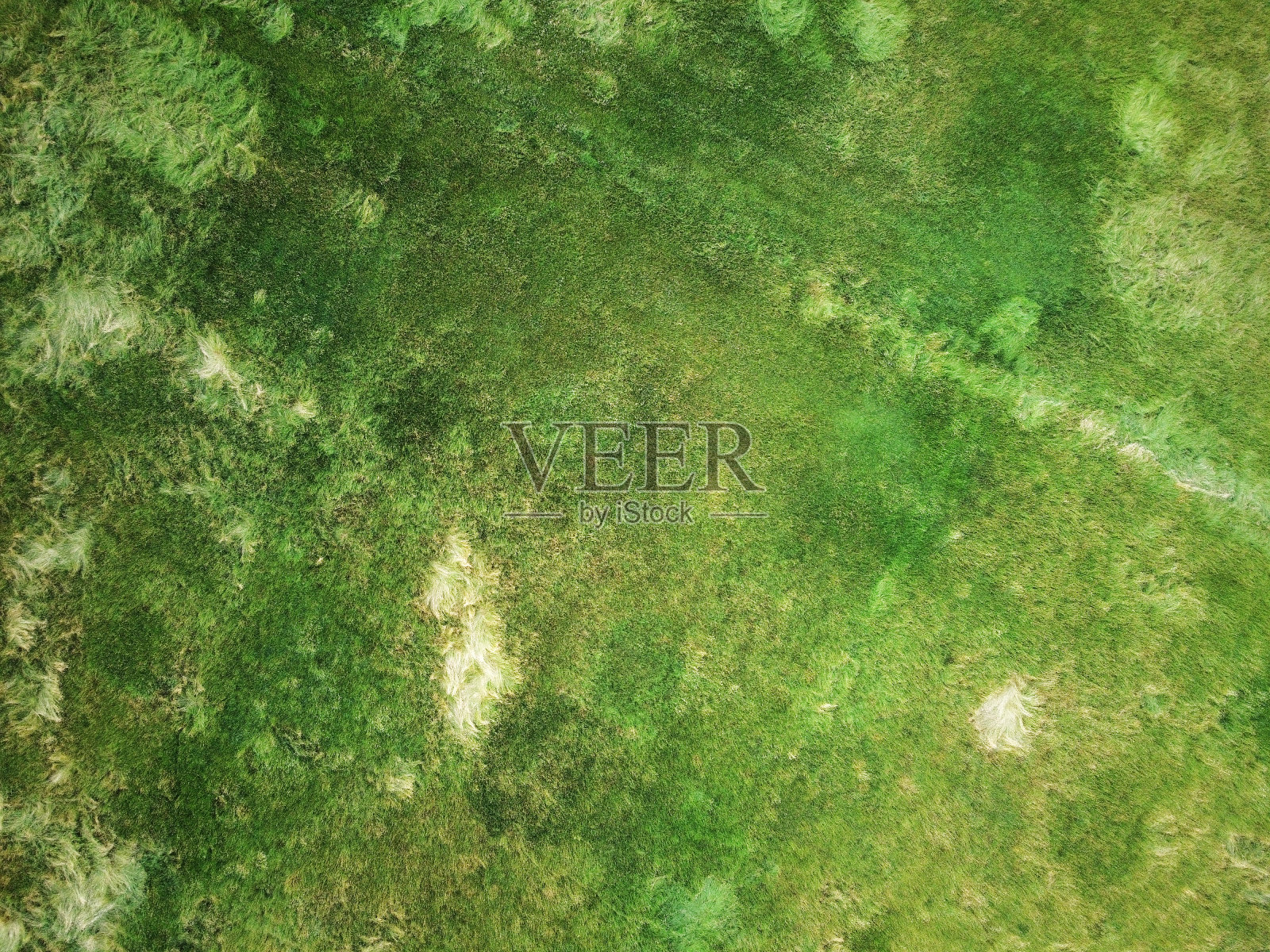 草的背景纹理图像照片摄影图片