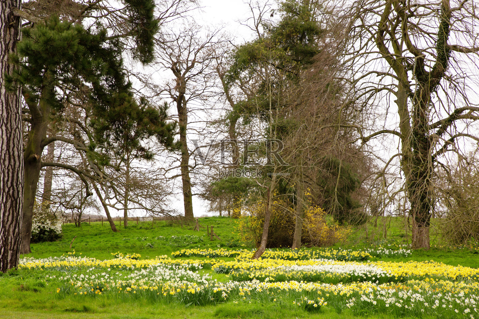 埃塞克斯的乡村景观照片摄影图片