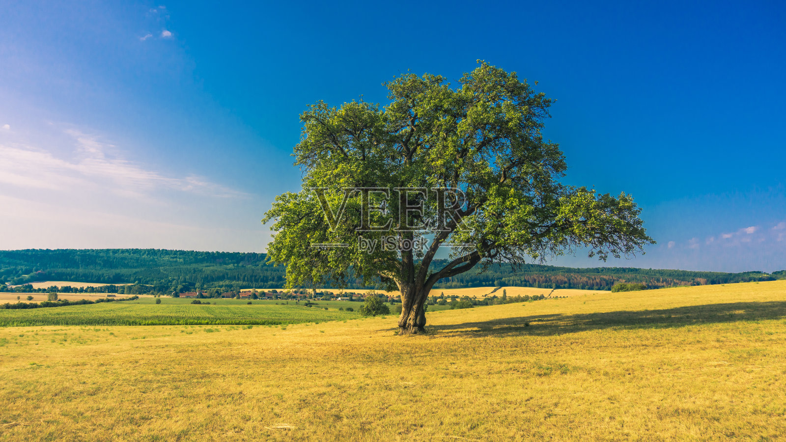 在田野里孤独照片摄影图片