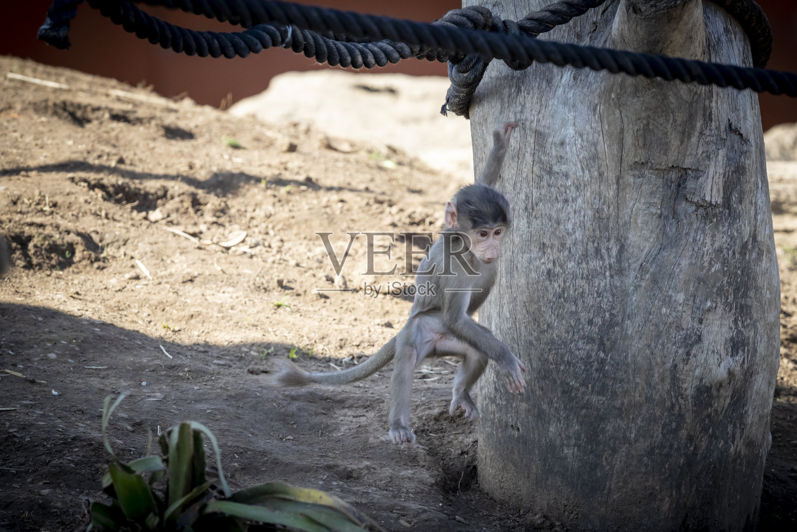 一只小Hamadryas狒狒在一个木结构上玩耍照片摄影图片