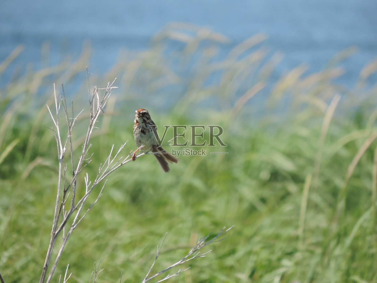 Matane在秋天照片摄影图片