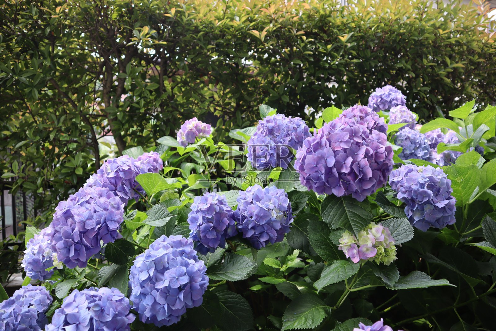 绣球花照片摄影图片