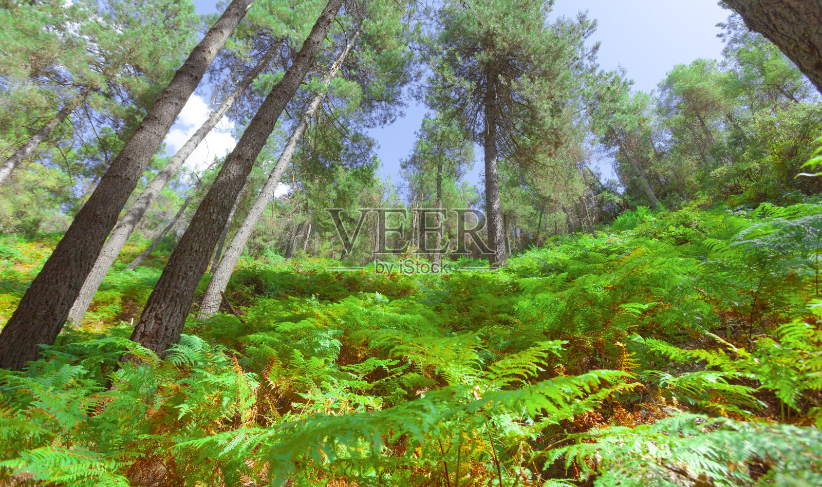 漂亮的绿色森林。森林在明媚的夏日;照片摄影图片