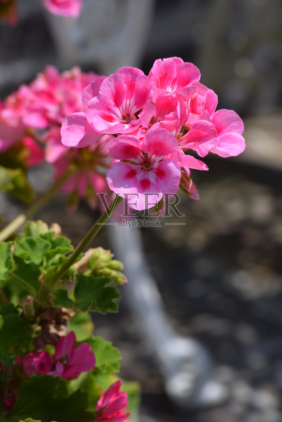 天竺葵照片摄影图片