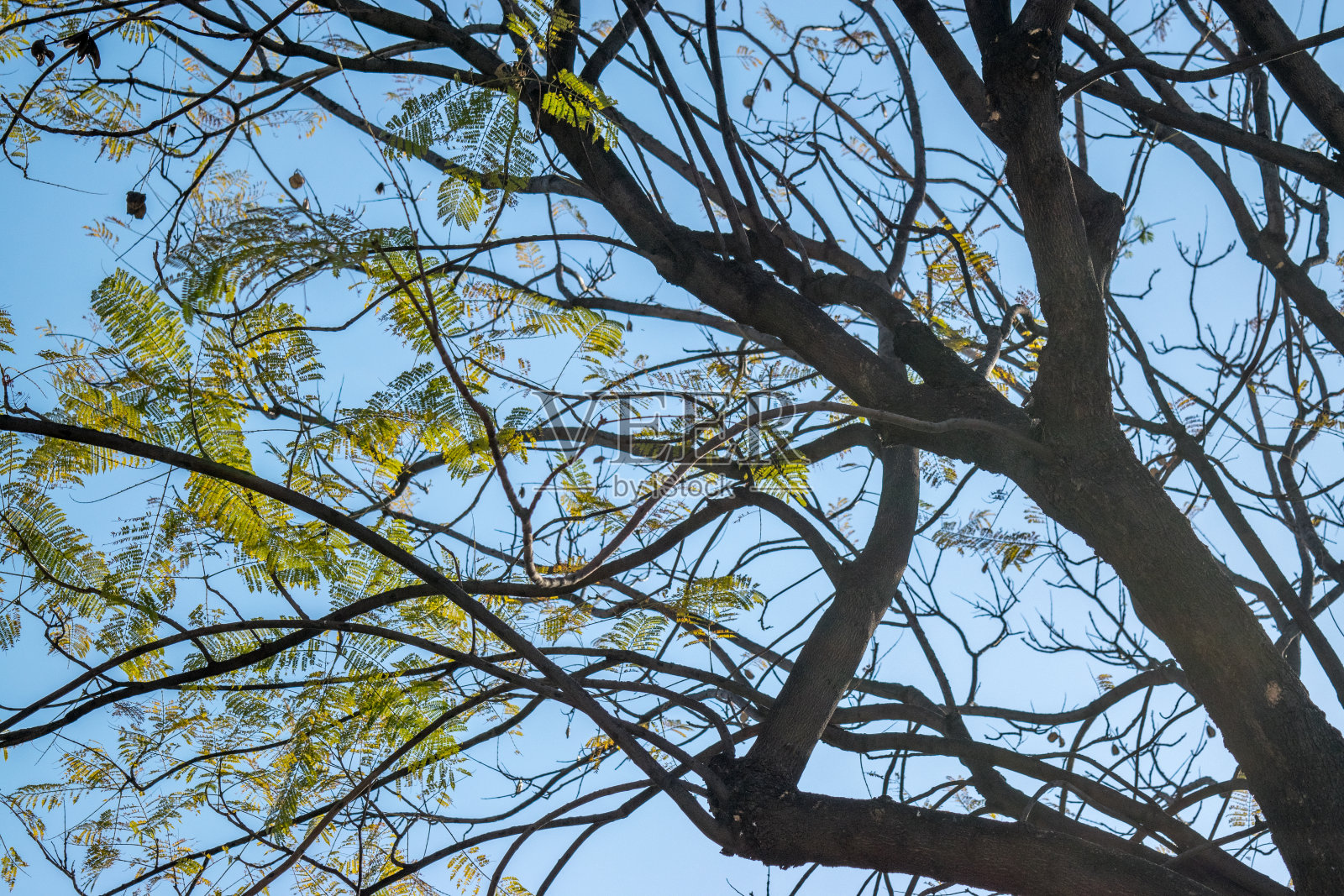 树木覆盖天空照片摄影图片