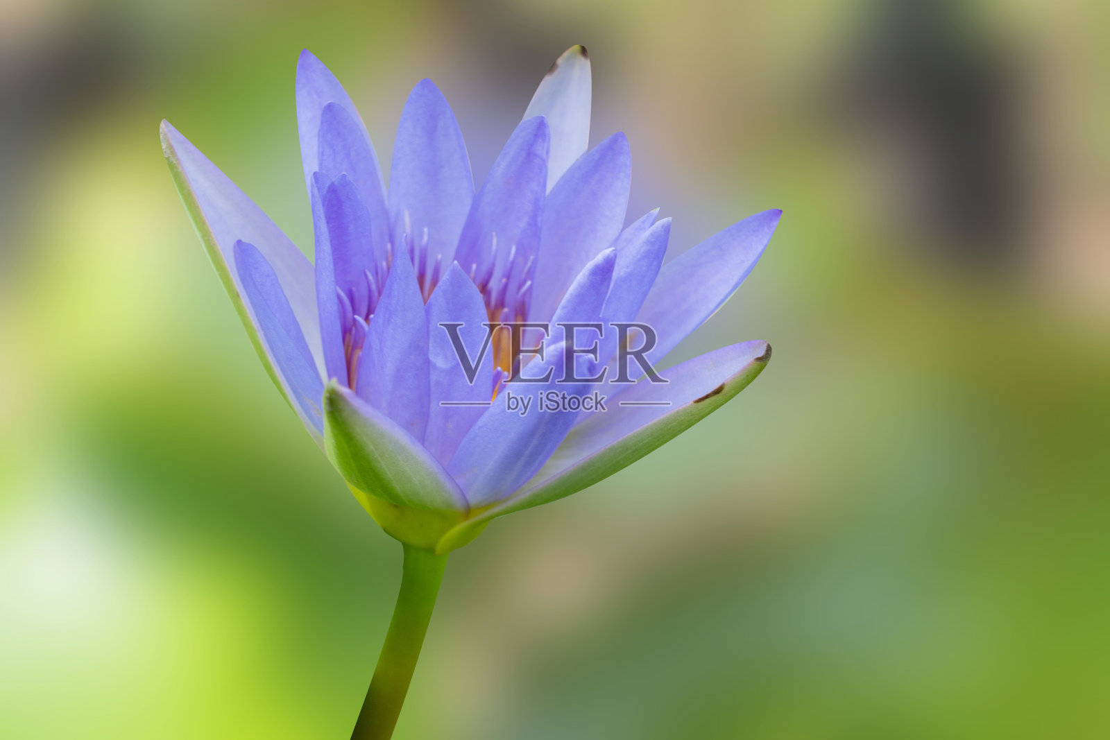 水花盛开在自然模糊的背景。照片摄影图片