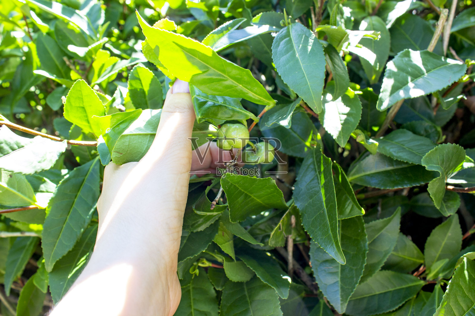 带种子的绿茶果实。一只手握着茂盛的灌木的树枝。照片摄影图片