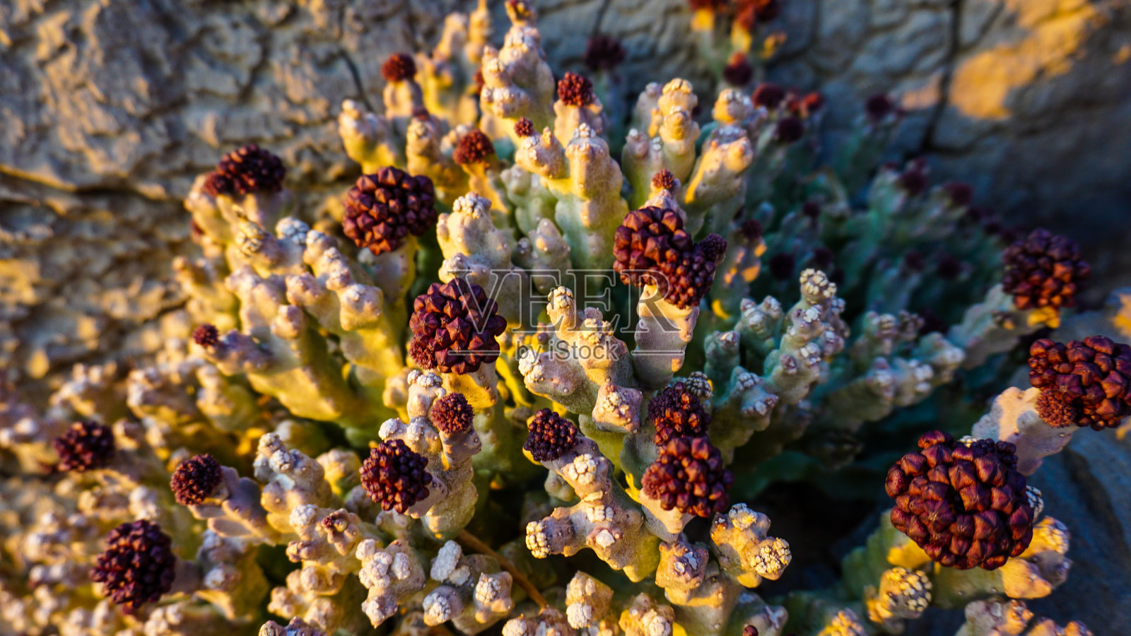 徒步小径中的植物照片摄影图片