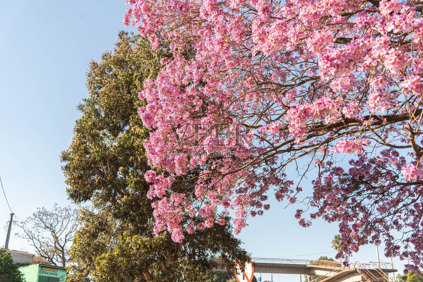 Ipê蔷薇树(Handroanthus heptaphyllus)的花。照片摄影图片