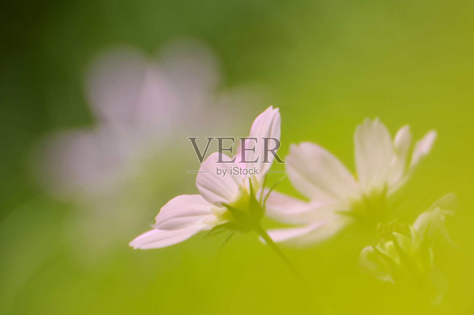 salsang花开花照片摄影图片