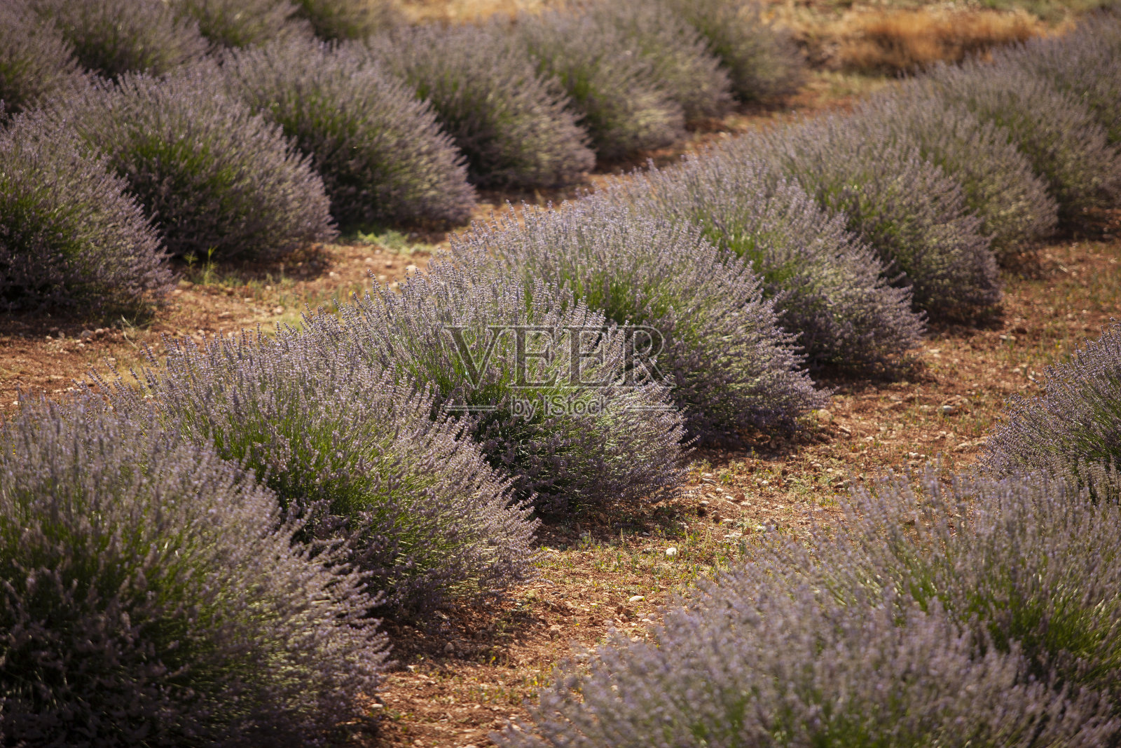 夏天的薰衣草田照片摄影图片