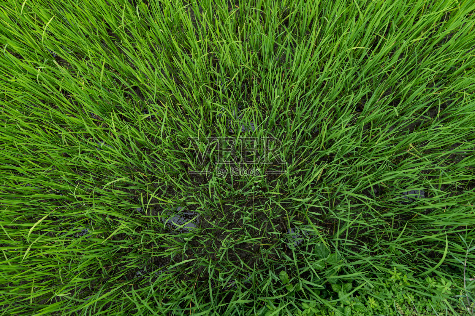 灌溉地的俯视图，纹理和背景。绿色背景。照片摄影图片