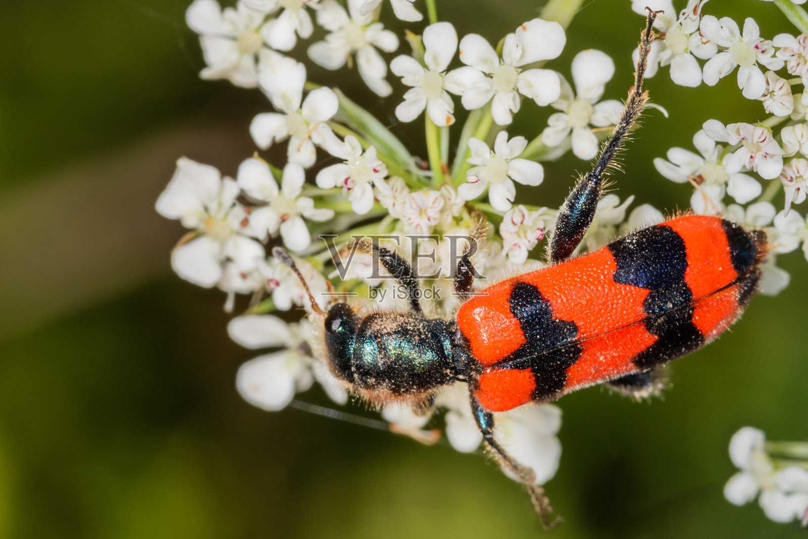 红色和黑色甲虫(蜂毛甲虫)在白色花上的宏观侧面。明亮的蜂甲虫(蜂甲虫Trichodes apiarius)。照片摄影图片