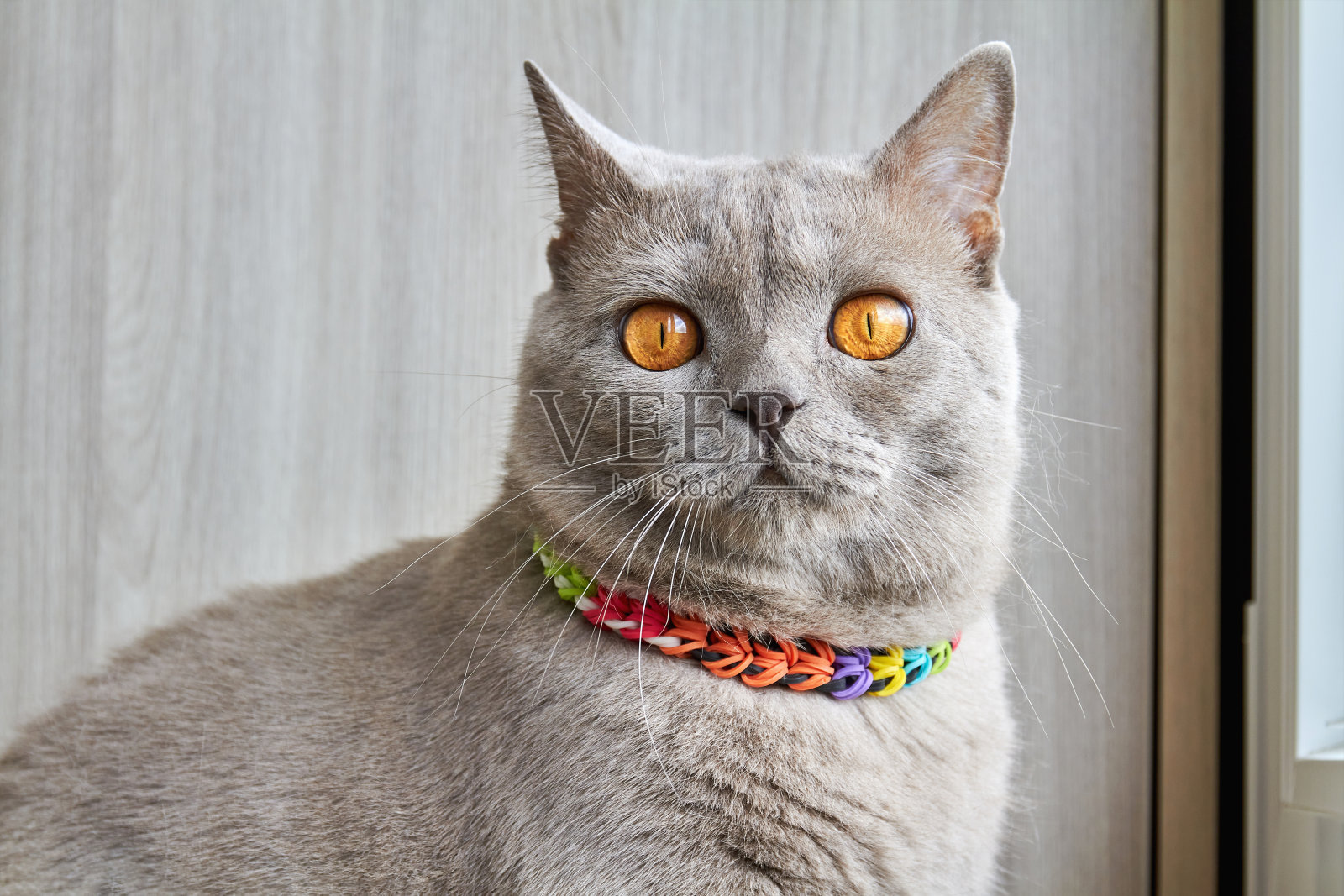 一只灰色的英国猫戴着五颜六色的编织项圈，坐在靠近窗户的阳台上照片摄影图片