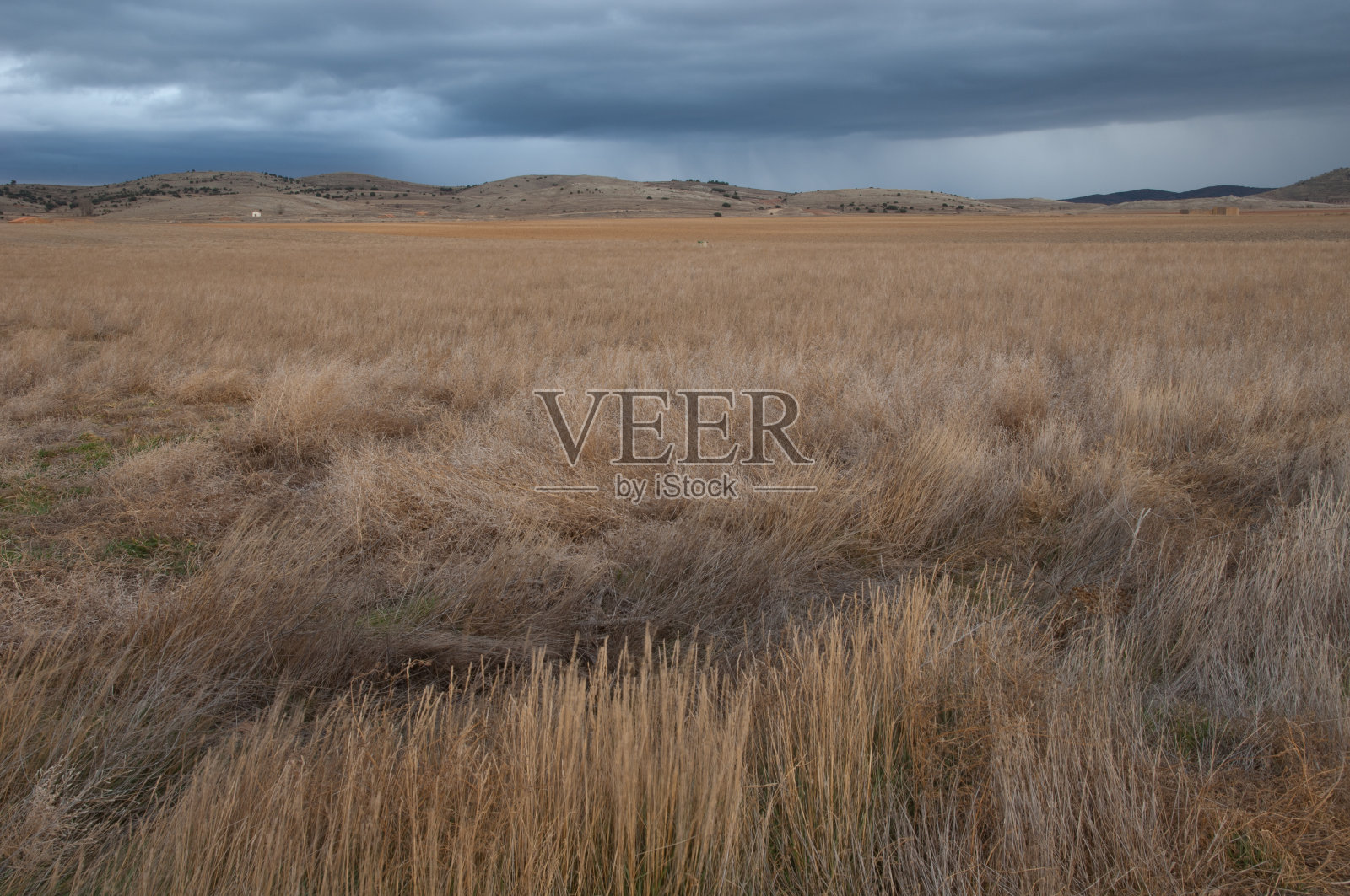加洛卡塔泻湖自然保护区的草地。照片摄影图片