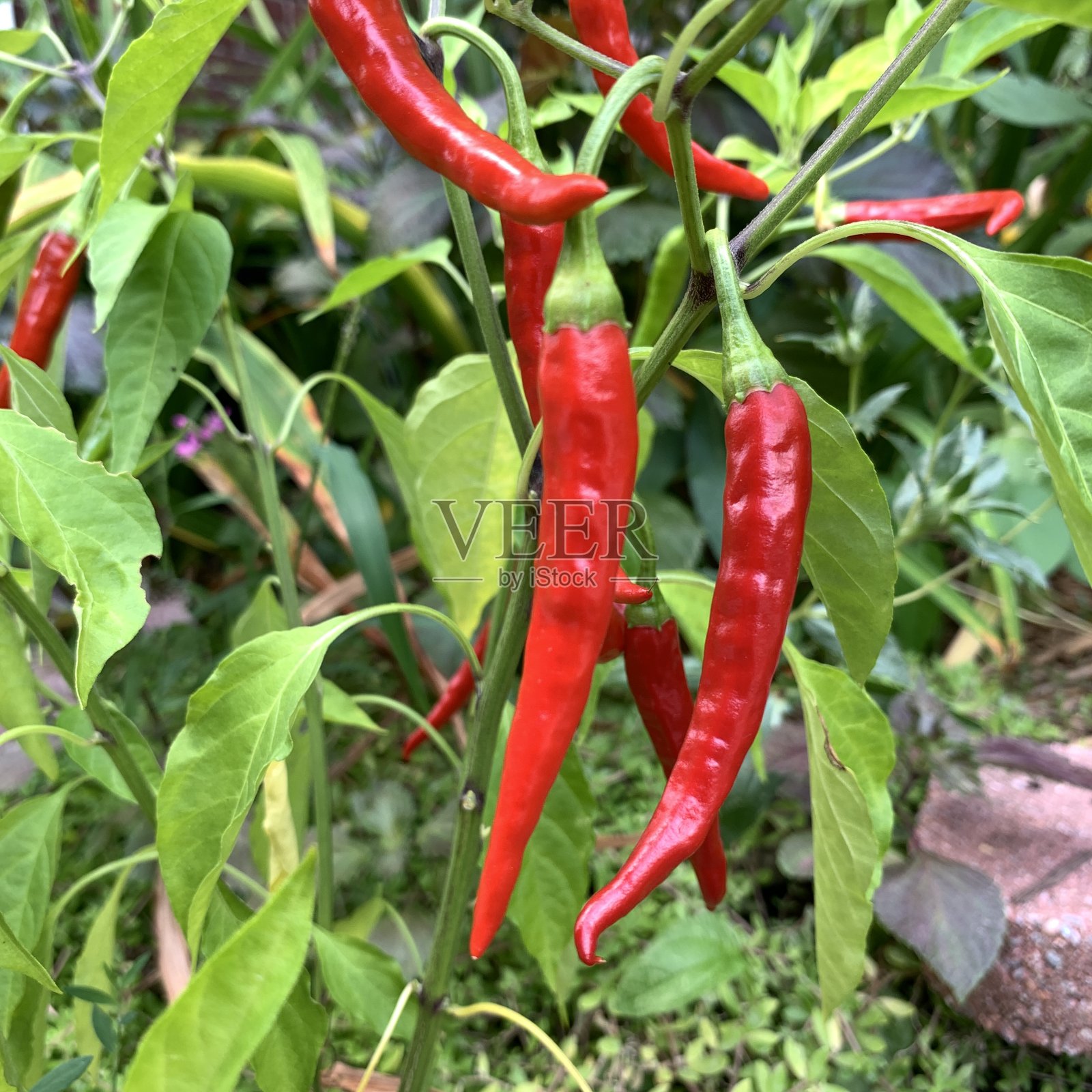 城市花园的红辣椒照片摄影图片