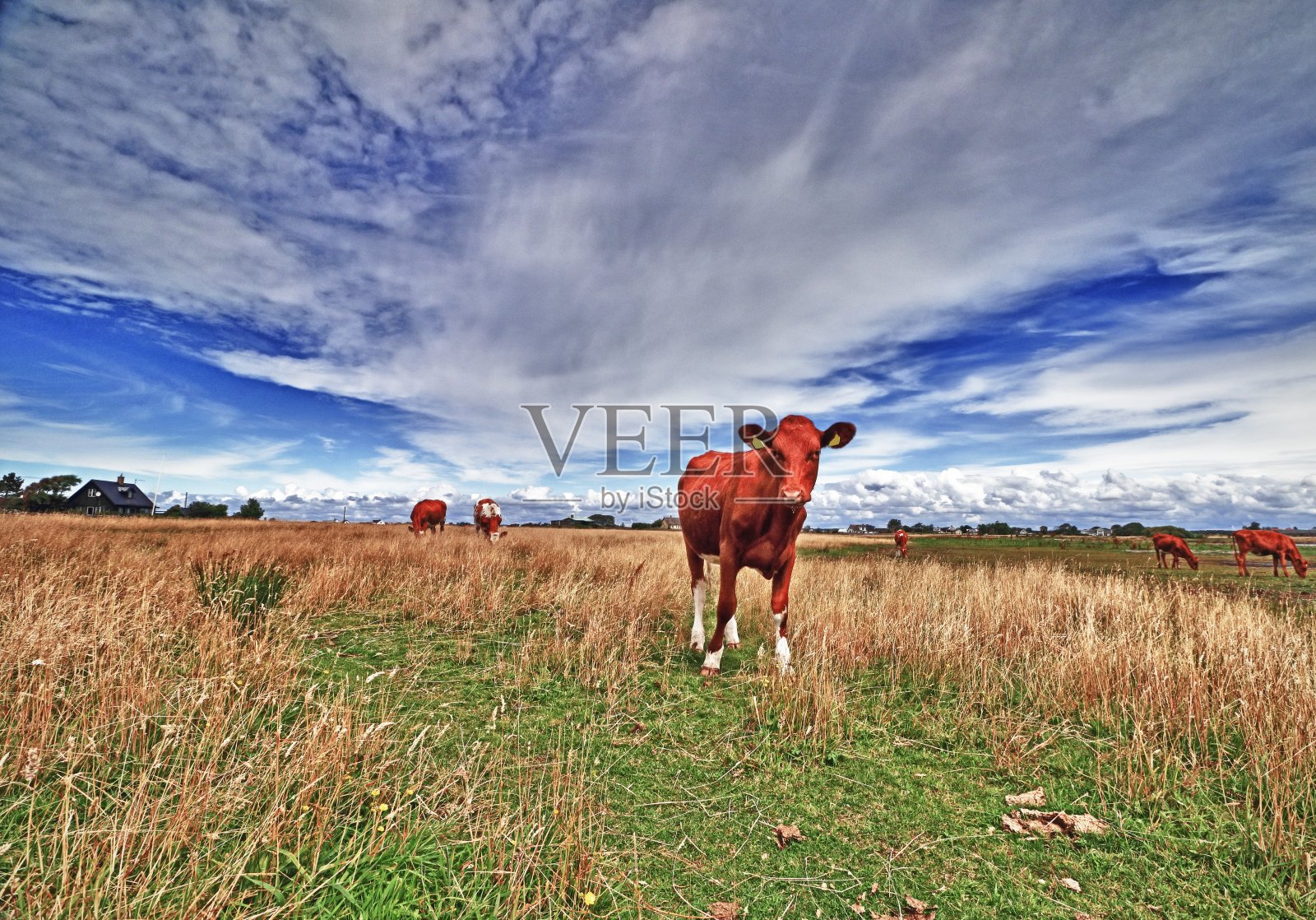 牛照片摄影图片