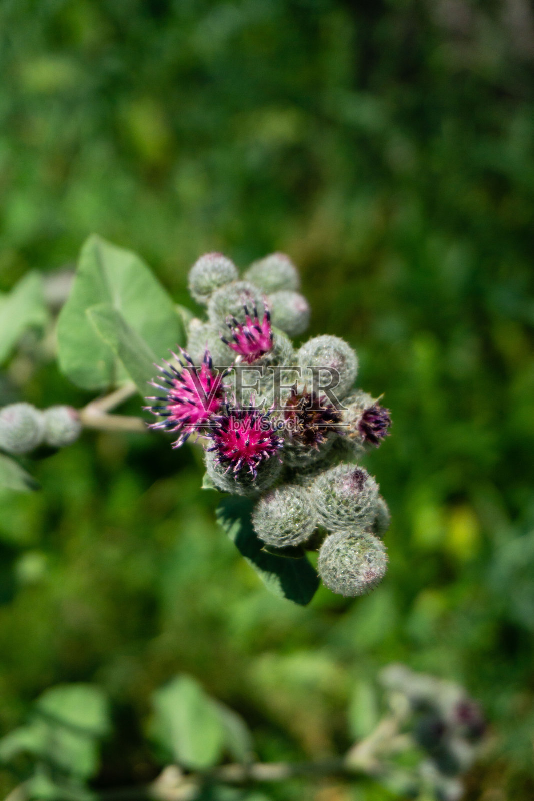 蓟紫罗兰花——牛蒡，花蕾几乎不开放照片摄影图片