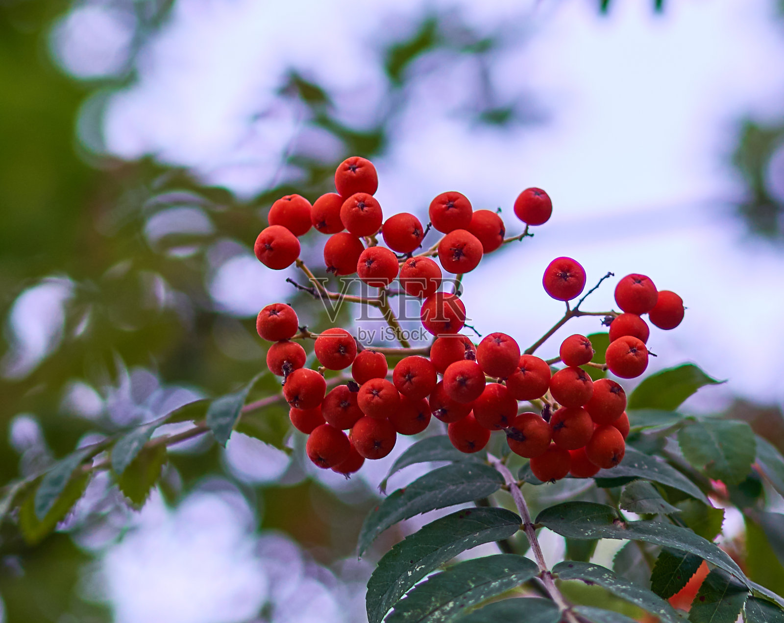 红花楸浆果长在树上照片摄影图片